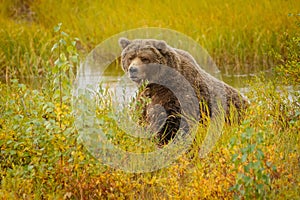 Huge bear in Brooks camp in Alaska