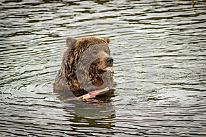 Huge bear eating the salmon fish in Katmai NP, Alaska