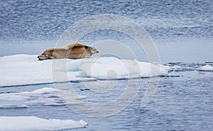 Huge bearded seal  rests on ice floe in Arctic