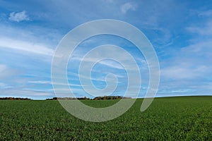 A huge beautiful field of winter rye extending beyond the horizon under a beautiful sky