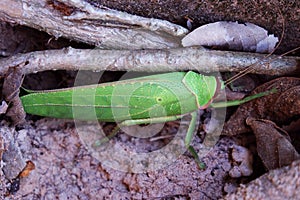 Huge beetle, like a leaf of a plant. Insects of tropical latitudes. Large insect with green wings