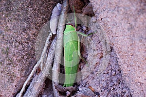 Huge beetle, like a leaf of a plant. Insects of tropical latitudes. Large insect with green wings