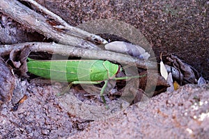 Huge beetle, like a leaf of a plant. Insects of tropical latitudes. Large insect with green wings