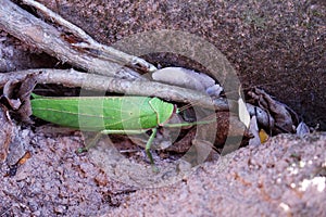 Huge beetle, like a leaf of a plant. Insects of tropical latitudes. Large insect with green wings