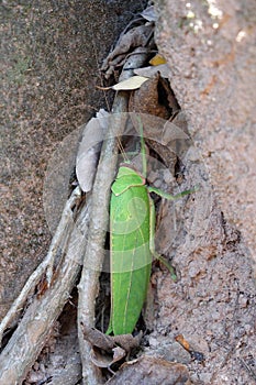 Huge beetle, like a leaf of a plant. Insects of tropical latitudes. Large insect with green wings