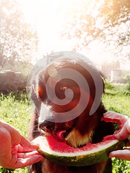 Huge Bernese mountain dog eating slice of water melon on warm sunny summer day. Enjoy sweet and tasty fruit concept. Special treat