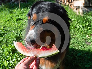 Huge Bernese mountain dog eating slice of water melon on warm sunny summer day. Enjoy sweet and tasty fruit concept. Special treat