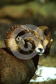 Huge Bighorn Sheep Ram