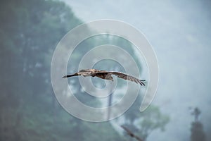 Huge bird in mountains of himachal pradesh