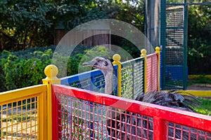 huge black ostriches live in the zoo