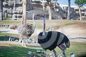 huge black ostriches live in the zoo