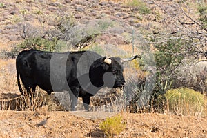 Huge black steer, curious of people