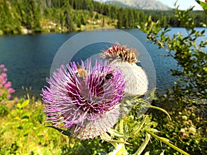 Huge Bloomed Cyclamen Thistle with Bees and Lake