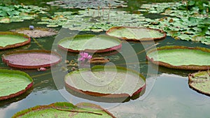 Huge blooming water lily lotuses in a tropical park