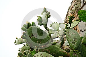 Huge blossom cacti close to Morro Rock, California