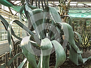 A huge blue agave succulent in a botanical garden. Heat-loving tropical plants