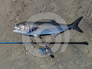 Huge bluefish