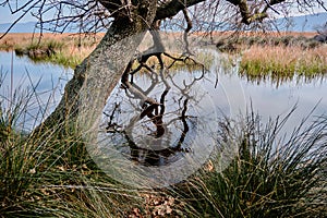 Huge body of a tree withered branches and branches extents to wate