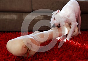 Huge bone for small dog