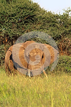 Huge boss. Red elephant from Tarangire.