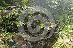 Huge boulder covered with moss and tropical plants. Strong roots of the old tree creep around the perimeter of the rock and