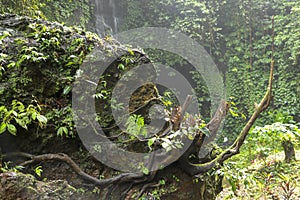 Huge boulder covered with moss and tropical plants. Strong roots of the old tree creep around the perimeter of the rock and