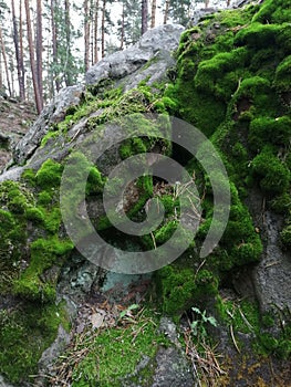 Huge boulder overgrown with moss