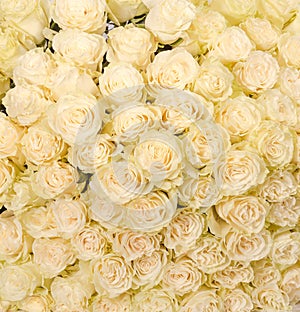 huge bouquet of white roses