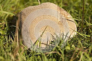 Huge bovist mushroom in meadow