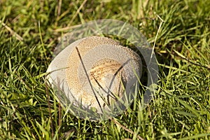 Huge bovist mushroom in meadow