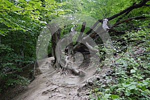 The huge branches of an old fallen deciduous tree with large roots on a mountainside