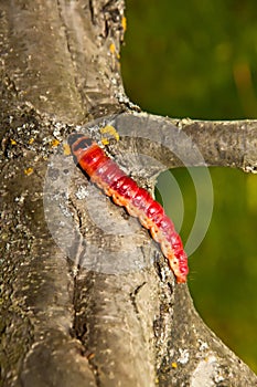The huge, bright caterpillar creeps on a tree