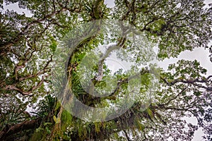 Huge broad tropical forest tree viewed from below Caribbean Trinidad and Tobago.