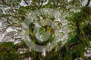 Huge broad tropical forest tree viewed from below Caribbean Trinidad and Tobago.