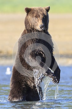 Huge brown bear with long claws standing in river
