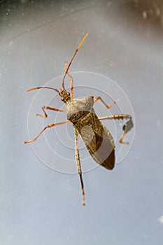 Huge Brown Leaf-Footed Bug Leptoglossus oppositus photo