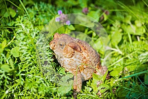 Huge brown toad with mottled skin sits in grass in garden