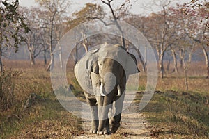 Huge Bull Asian Elephant at Kaziranga photo