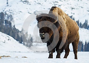 Huge bull bison in the yellowstone winter