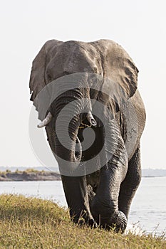 Huge bull elephant walking towards photographer