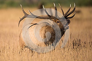 Huge bull elk in rut in Colorado