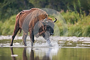 Huge bull of european bison, bison bonasus, crossing a river.