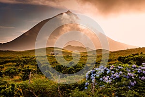 Huge bull in front of volcano Pico-Azores