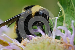 A Huge Bumble Bee Harvests Pollen in Prairie