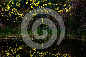 Daffodils Reflected in a Pond