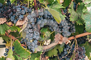 Huge bunch of grapes on a farm - Luberon - a good year