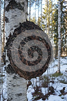 Huge burl