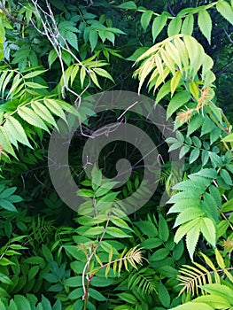 A huge Bush with juicy green leaves, depressions