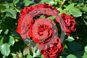 Huge bushes of dark red roses growing on the territory of Lazar Globa Park, Dnipro city, Ukraine.