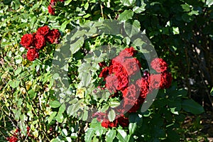 Huge bushes of dark red roses growing on the territory of Lazar Globa Park, Dnipro city, Ukraine.